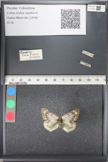 Media type: image;   Entomology 124584